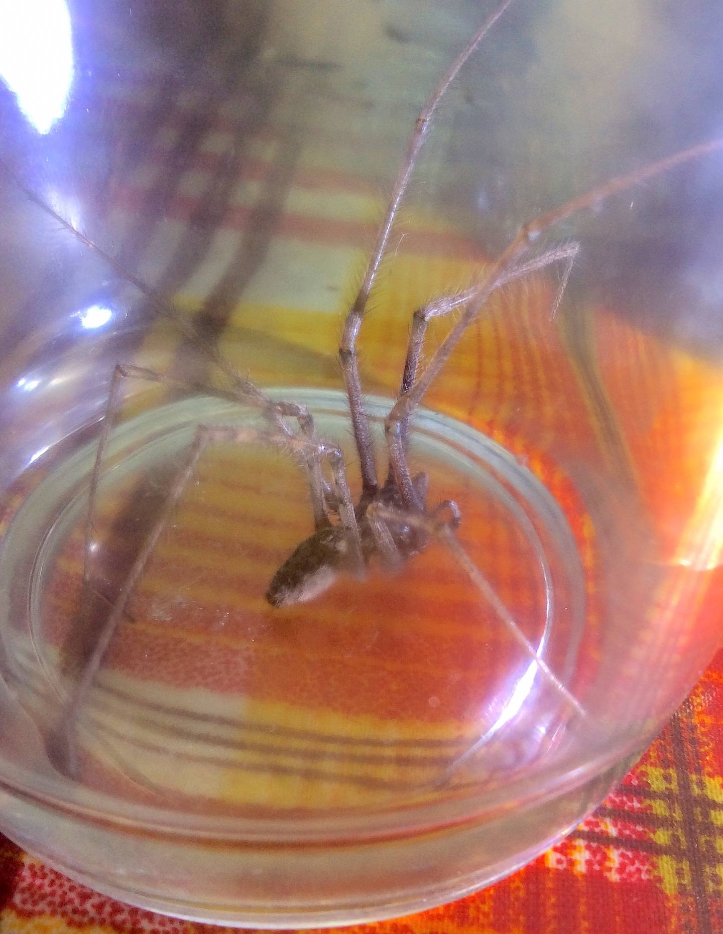 Tegenaria parietina - Bergamo (?)